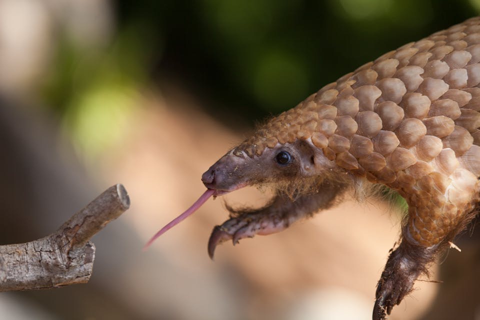 what is pangolin crypto